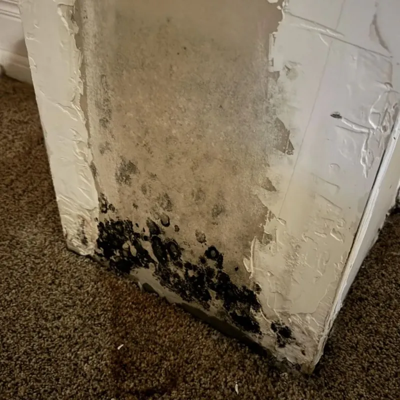 Professional Mold Removal in Cabarrus County, NC
